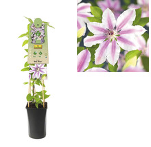 Großblumige Waldrebe FloraSelf Clematis Hybride' Nelly Moser' H 50-70 cm Co 2,3 L-thumb-1