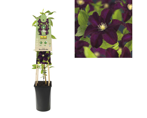 Clematis Warszawska Nike in einem Topf mit Rankhilfe