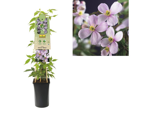 Clematis Montana Rubens im Topf mit Pflanzenetikett