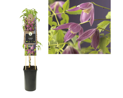 Clematis Pflanze im Topf