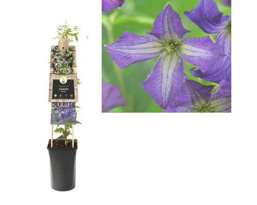 Blühende Clematis im Topf mit Rankhilfe