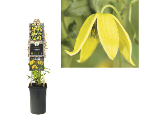 Gelbe Clematis im Topf, Nahaufnahme der Blüte.