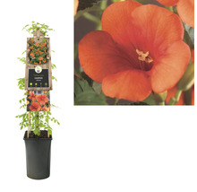 Trompetenblume im Topf mit Pflanzenetikett