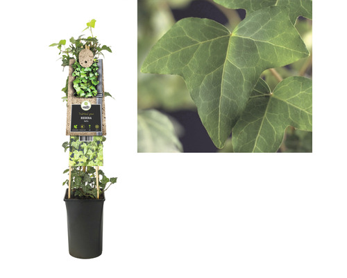 gummibaum palme Gummibaum kaufen | Ficus elastica 'Robusta'