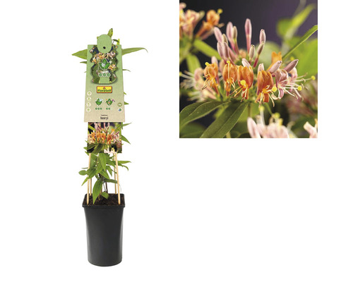 Im Bild ist eine Geißblattpflanze im Topf zu sehen.