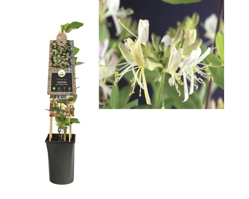 Duft-Heckenkirsche im Topf mit Rankhilfe