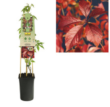 Wilder Wein FloraSelf Parthenocissus quinquefolia 'Engelmannii' H 50-70 cm Co 2,3 L-thumb-2