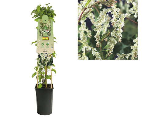 Schlingknöterich im Topf mit Pflanzenetikett und Nahaufnahme der Blüten