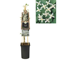 Clematis Pflanze im Topf mit Rankhilfe und Blütenbild