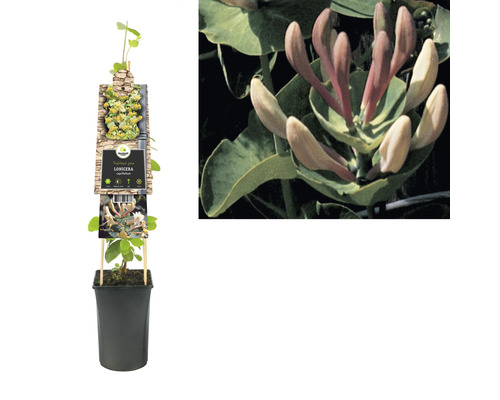 Pflanze Heckenkirsche im Topf mit Rankhilfe