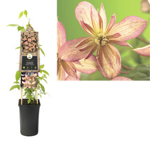 Berg-Waldrebe FloraSelf Clematis montana 'Marjorie' H 50-70 cm Co 2,3 L