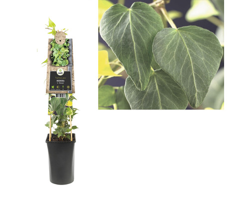 Efeu FloraSelf Hedera helix 'Natasja' H 50-70 cm Co 2,3 L | HORNBACH