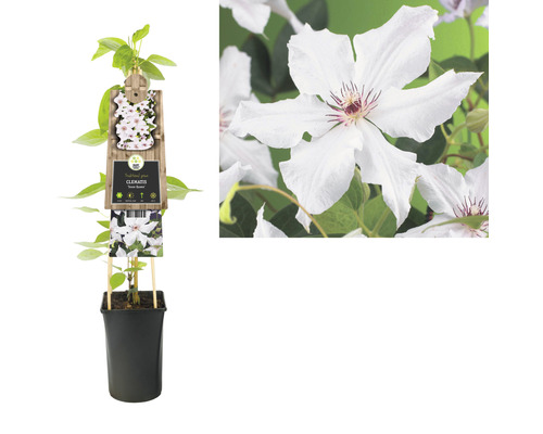 Clematis im Topf mit Rankhilfe und Blüte