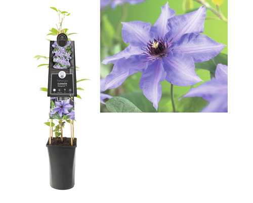 Clematis in einem Topf mit Blüte