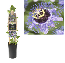 Passionsblume im Topf mit Rankhilfe