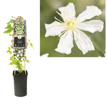 Clematis Pflanze im Topf mit Rankhilfe und Blüte im Detail