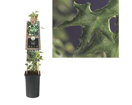 Efeu im Topf mit Detailaufnahme eines Efeublattes