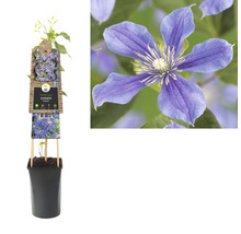 Clematis im Topf mit Rankhilfe