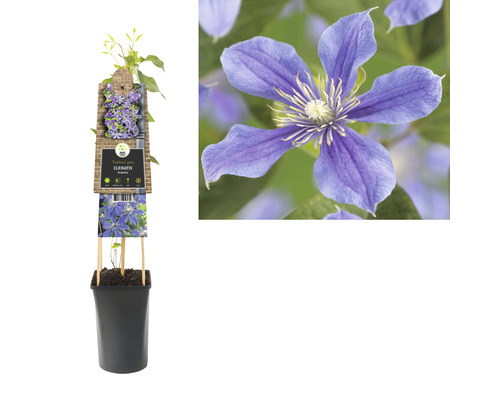 Clematis im Topf mit Rankhilfe