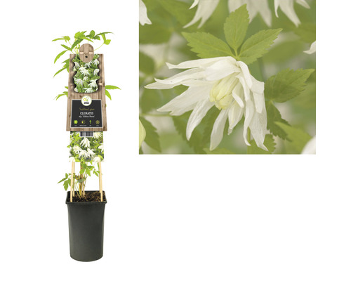 Alpen-Waldrebe FloraSelf Clematis alpina 'Albina Plena' H | HORNBACH