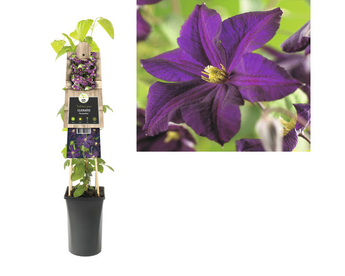 Clematis Pflanze im Topf mit Rankhilfe und lila Blüte