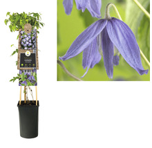 Clematis im Topf, eine Kletterpflanze für den Garten