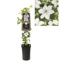 Waldrebe FloraSelf Clematis-Cultivars 'Destiny' H 50-70 cm Co 2,3 L