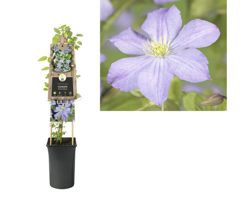 Clematis Pflanze im Topf mit Rankhilfe und Blüte im Detail