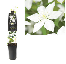 Waldrebe FloraSelf Clematis-Cultivars 'So Many® White Flowers PBR' H 50-70 cm Co 2,3 L