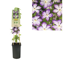 Waldrebe FloraSelf Clematis-Cultivars 'Pernille PBR' H 50-70 cm Co 2,3 L