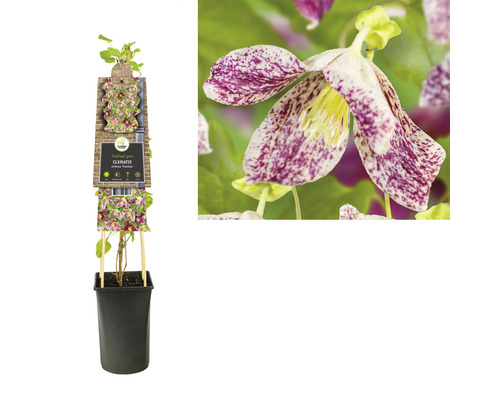 Clematis im Topf mit Kletterhilfe