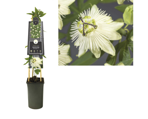 Passionsblume im Topf mit Rankhilfe