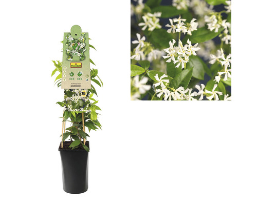 Sternjasmin Pflanze im Topf mit Kletterhilfe