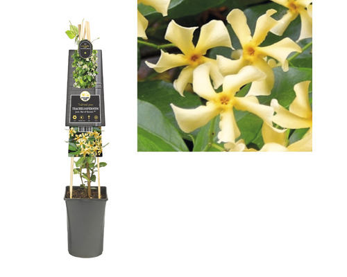 Im Topf wachsender, gelb blühender Sternjasmin mit Rankhilfe