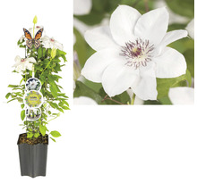 Clematis Pflanze in einem Topf mit Rankhilfe und Blüten