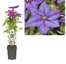 Blauviolette Clematis im Topf mit Rankhilfe