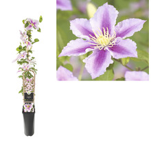 Clematis im Topf mit Rankhilfe und Blüte