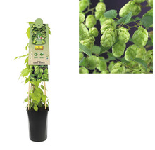 Echter Hopfen im Topf