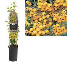 Feuerdorn FloraSelf Pyracantha-Cultivars 'Soleil d'Or' H 50-70 cm Co 2,3 L