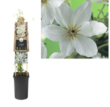 Clematis im Topf mit Holzstütze und weißen Blüten