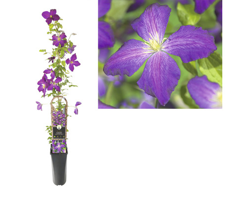 Waldrebe Clematis-Cultivars 'So Many® Purple Flowers PBR' H 80-90 cm Co 2,3 L Clematis in einem Topf mit Rankhilfe und einer Nahaufnahme der Blüte.