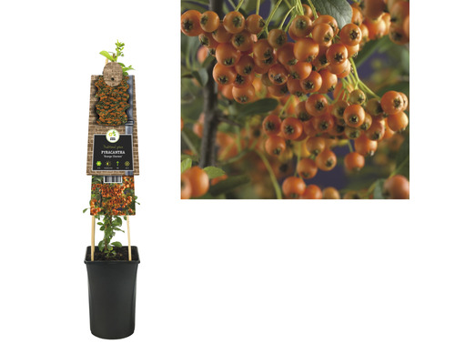 Feuerdorn Pflanze im Topf mit orangefarbenen Beeren