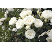 Nostalgie®-Strauchrose 'Artemis' FloraSelf H 30-40 cm Co 5 L