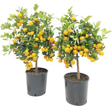 Zwei Kumquat-Bäume im Topf mit reifen und unreifen Früchten