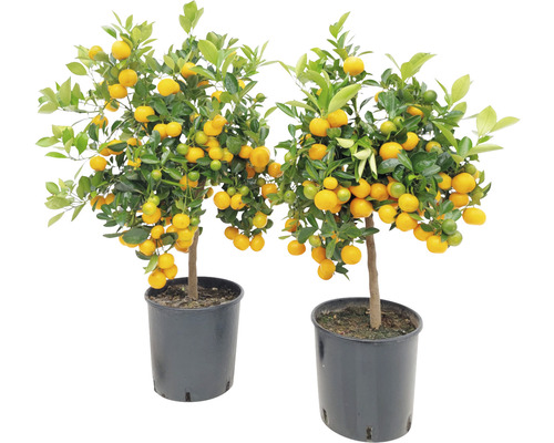 Zwei Mandarinenbäumchen im Topf mit reifen Früchten und grünen Blättern.