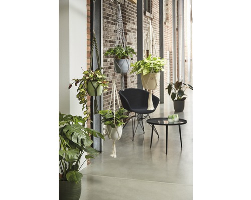 Innenraum mit hängenden Blumentöpfen in Makramee-Halterungen und verschiedenen Zimmerpflanzen.