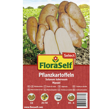 Pflanzkartoffeln FloraSelf Select Solanum tuberosum 'Mandel' 10 Stk