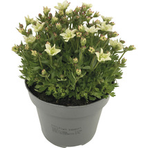 Blühende Saxifraga in einem Topf