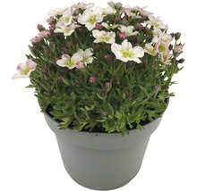 Blühende Saxifraga-Pflanze im Topf