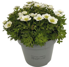 Blütenpolster Saxifraga in einem Topf